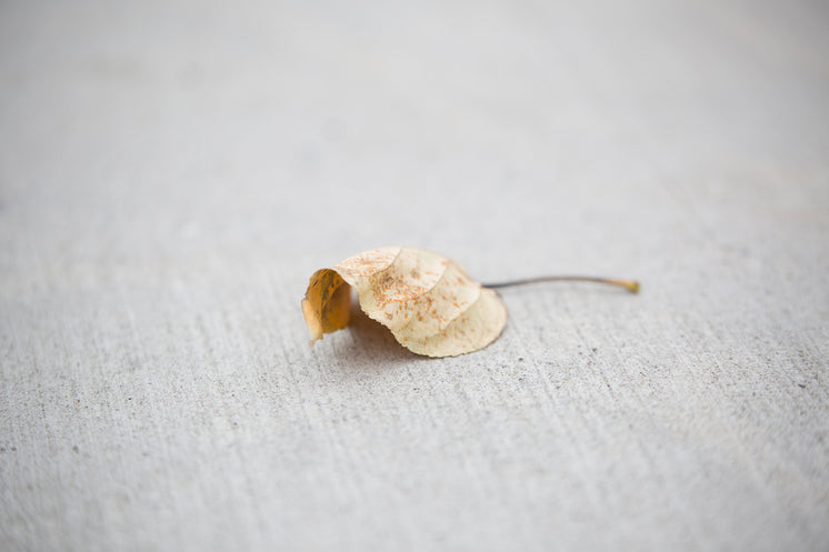 dried-leaf-on-pavement.jpg?width=746&for