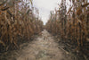 dried out corn maze