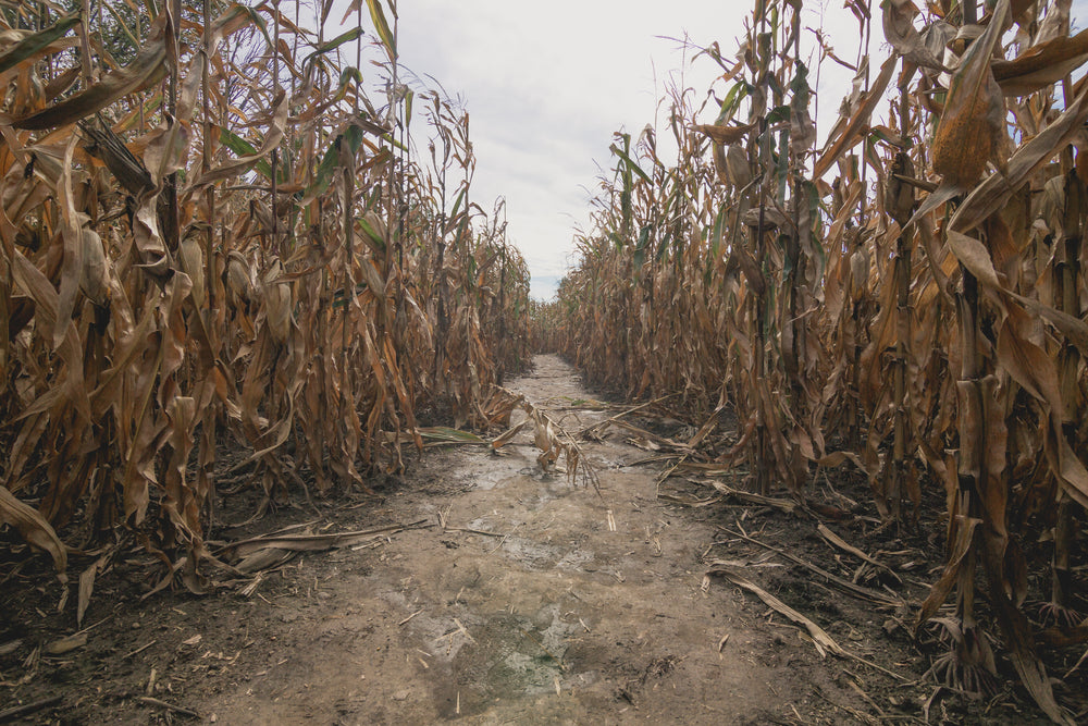 dried out corn maze