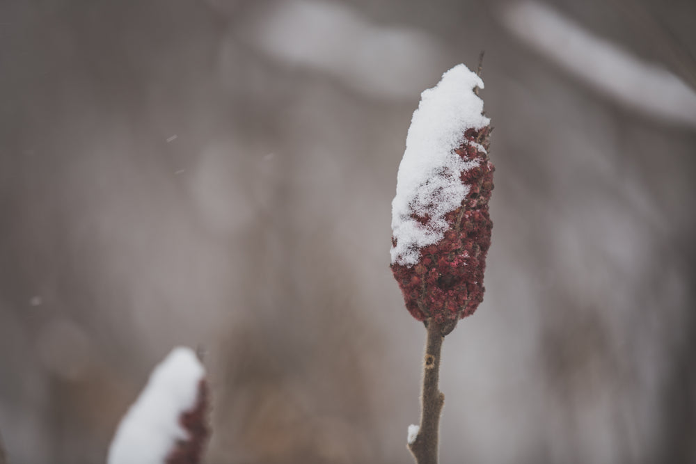 dried sumac with snow