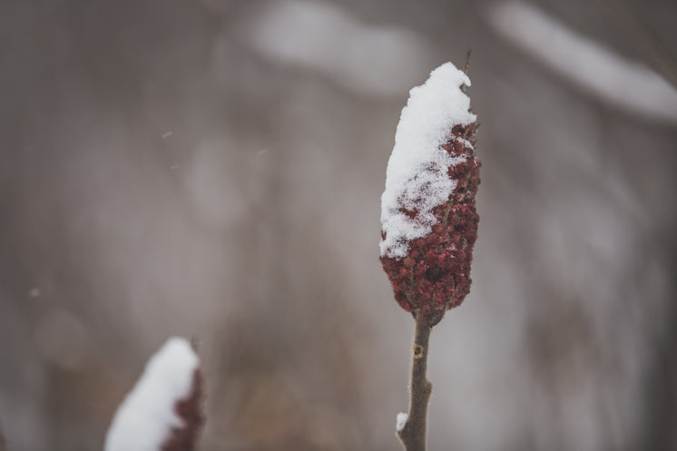雪干