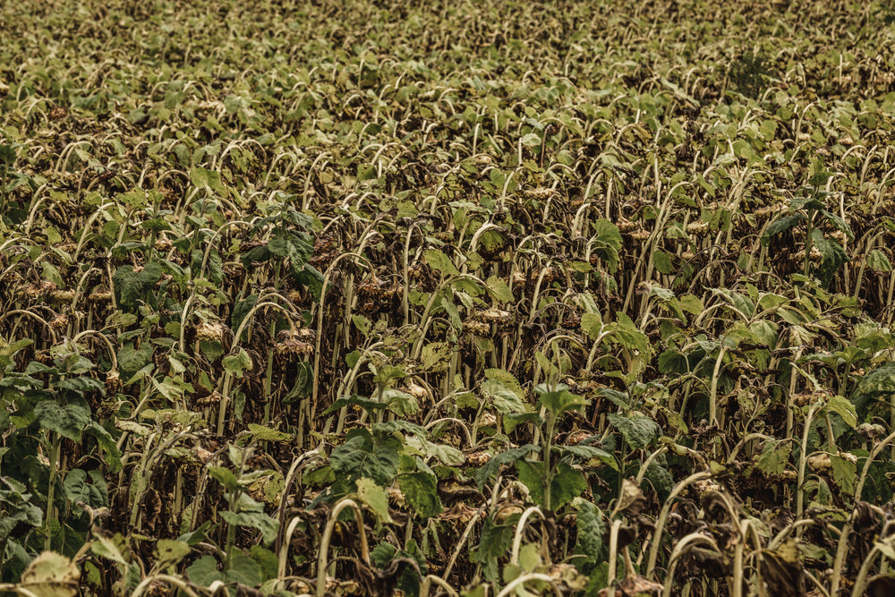 dried sunflower field