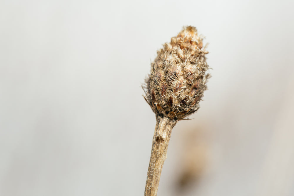 dried up flower in the wild