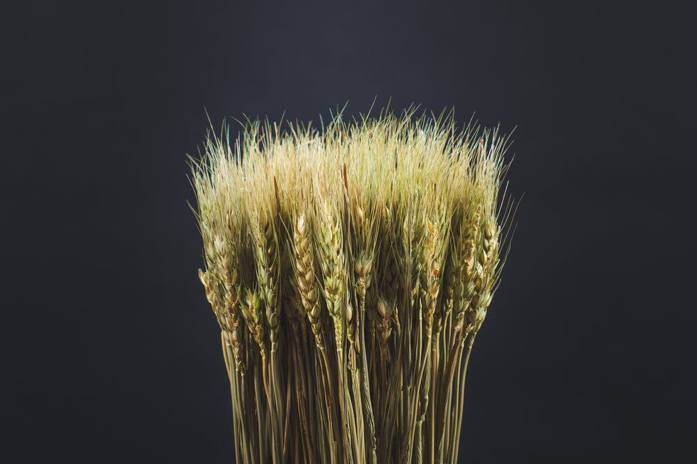 dried wheat close-up