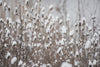 dried winter wildflowers