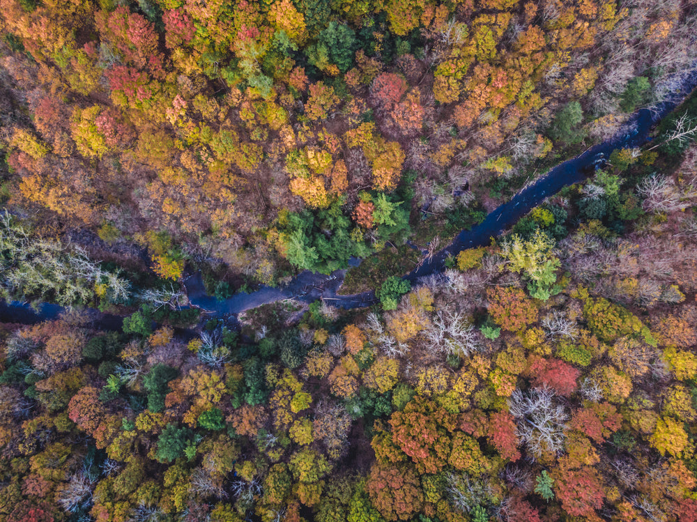 drone photography of river through fall trees