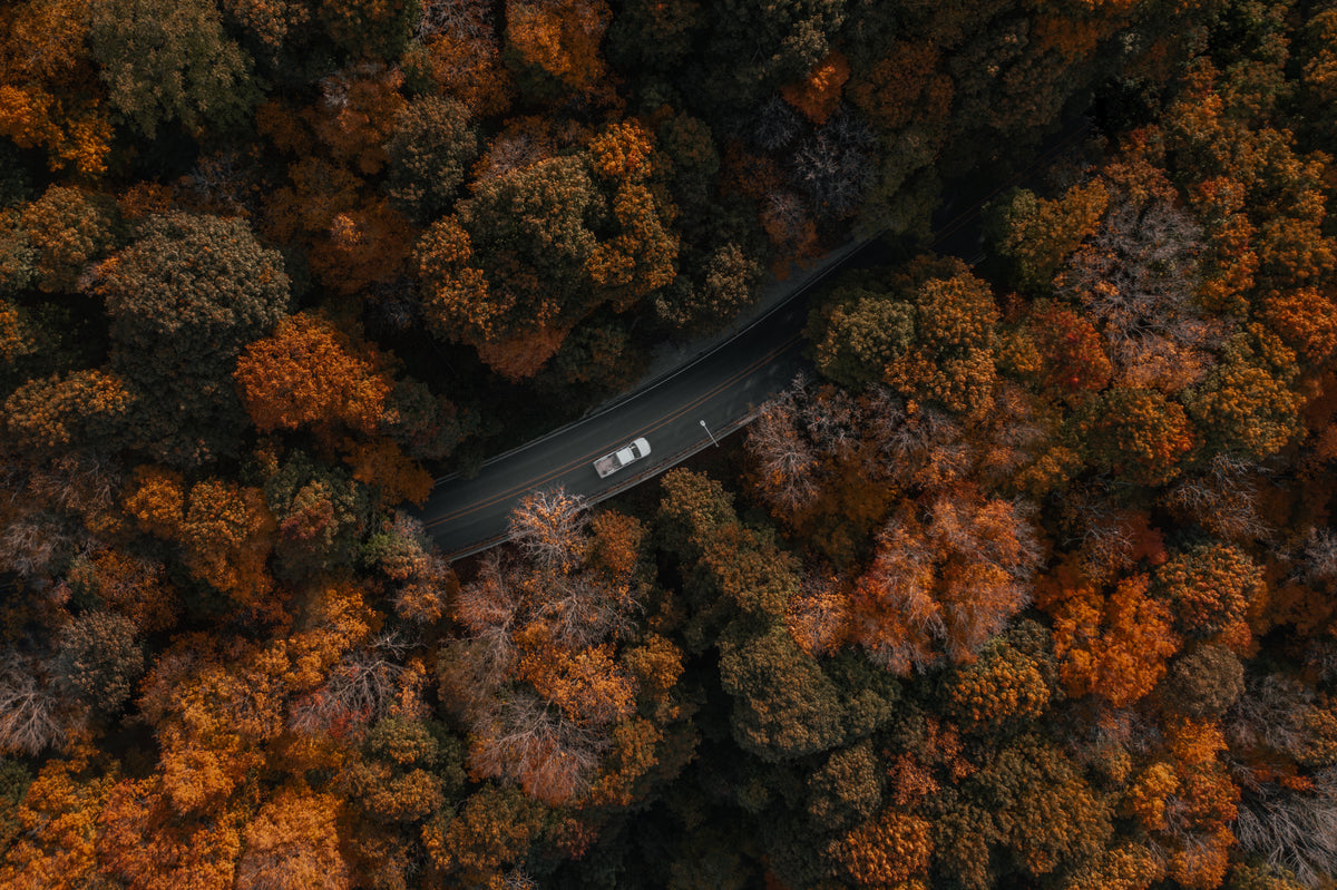 drone view of car driving through forest