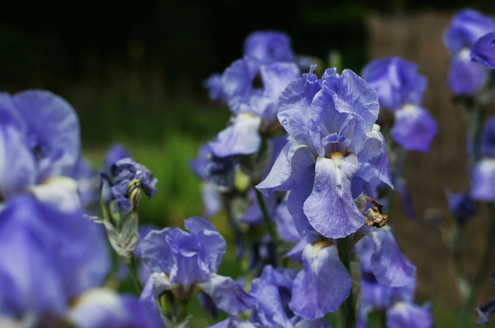 droopy blue flowers