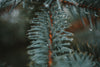 droplets collect on the tips of spruce needles