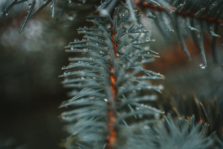 Droplets Collect On The Tips Of Spruce Needles