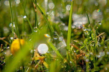 droplets of water on blades of grass