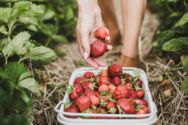 dropped strawberries