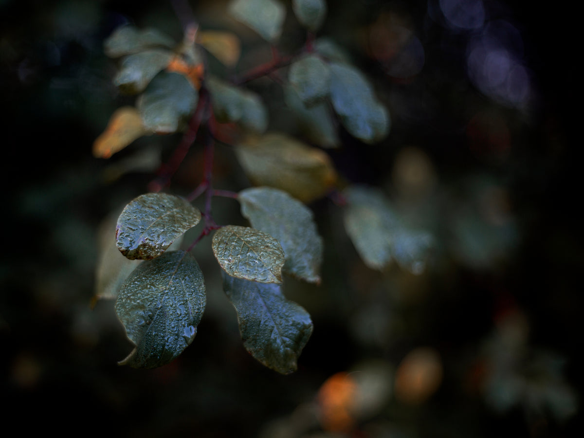 drops of rain cling to dark green leaves