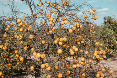 dry bare branches of orange tree weighed down with fruit