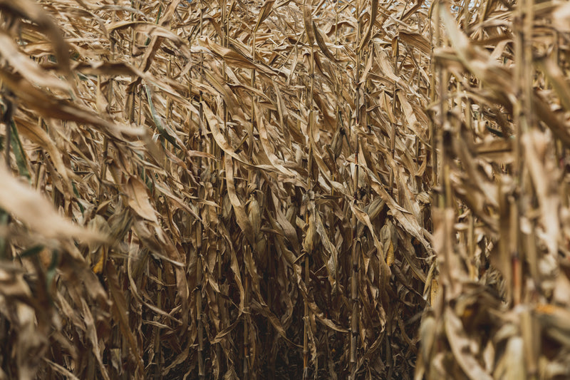 dry cornfield close up