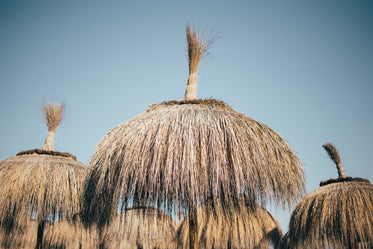 dry grass beach umbrellas