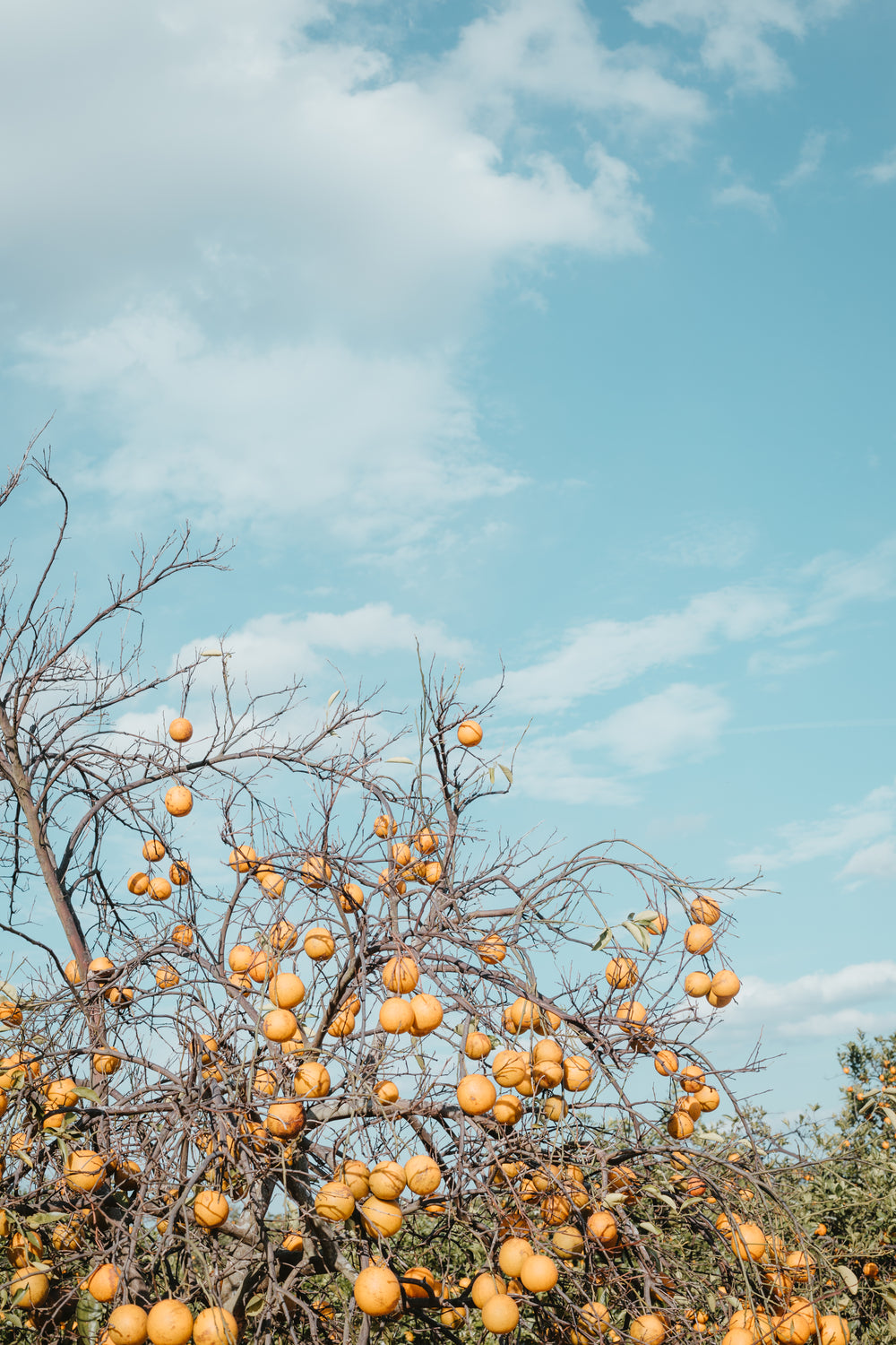 dry leafless tree branches heavy with fruit reach skyward