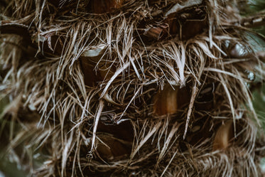 dry palm tree trunk