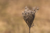 dry queen annes lace stem