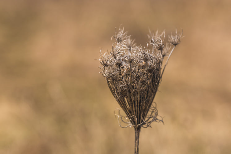 dry-queen-annes-lace-stem.jpg?width=746&