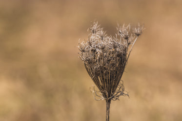 dry queen annes lace stem