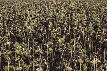 dry sunflower field texture