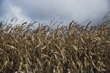 drying corn field under cloudy sky