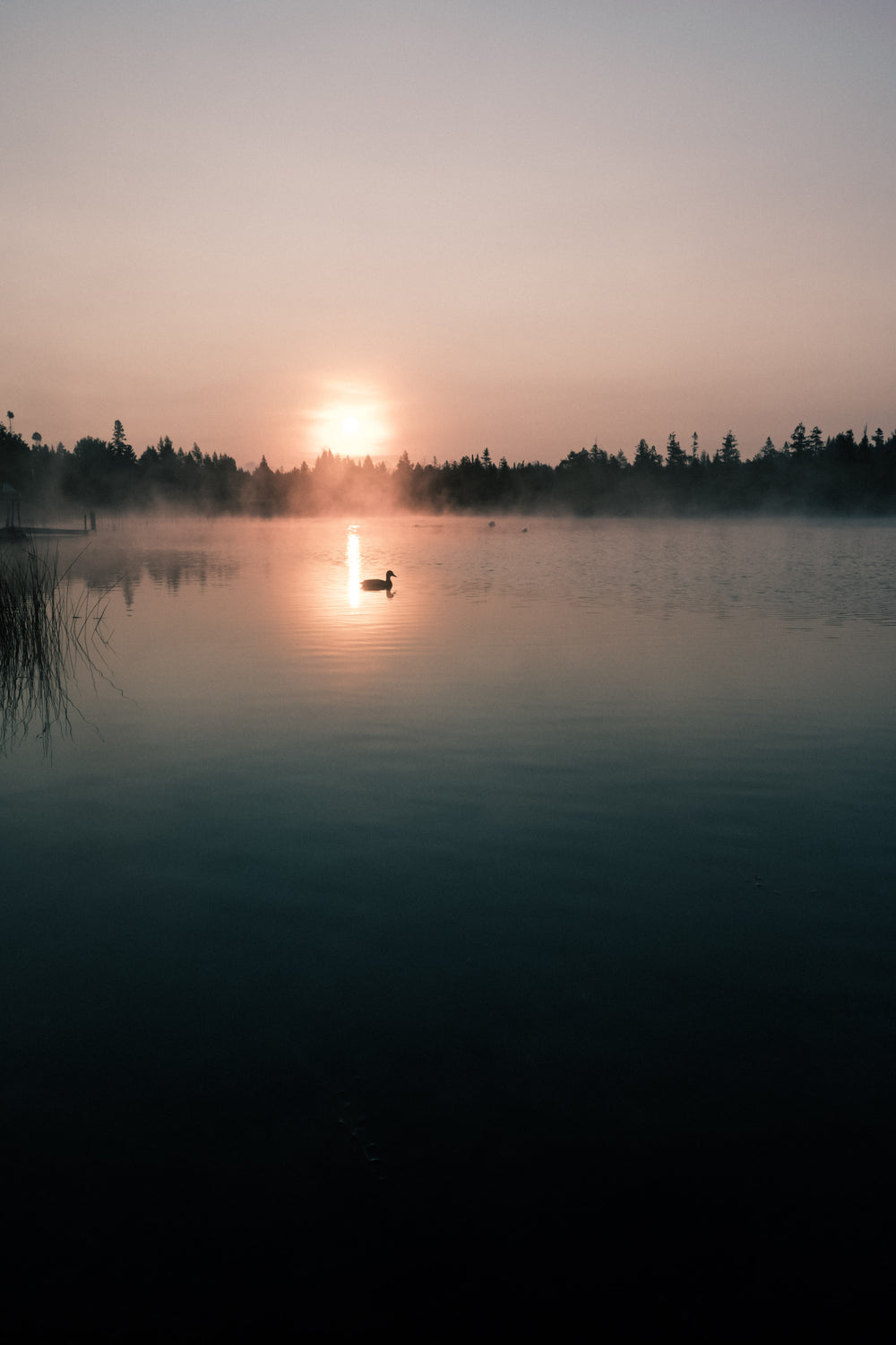 duck and setting sun