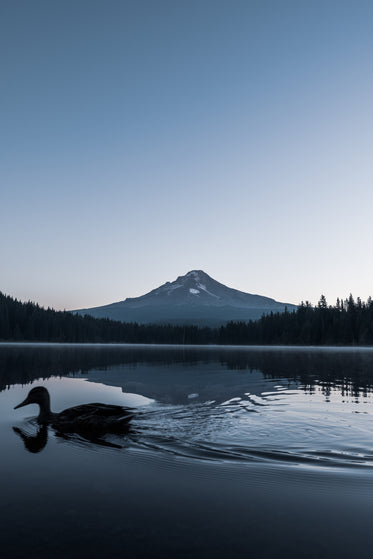 duck paddles past mountain on calm lake