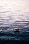 duck swims in calm water as the sun sets