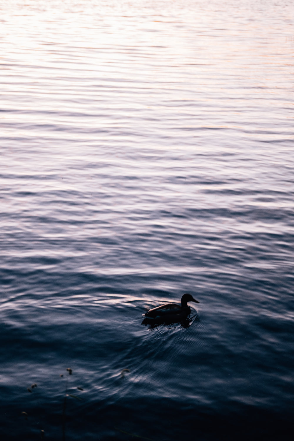 duck swims in calm water as the sun sets