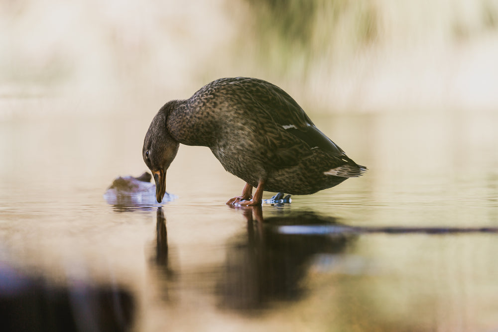 duck walking on water