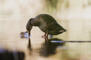 pato andando sobre a água