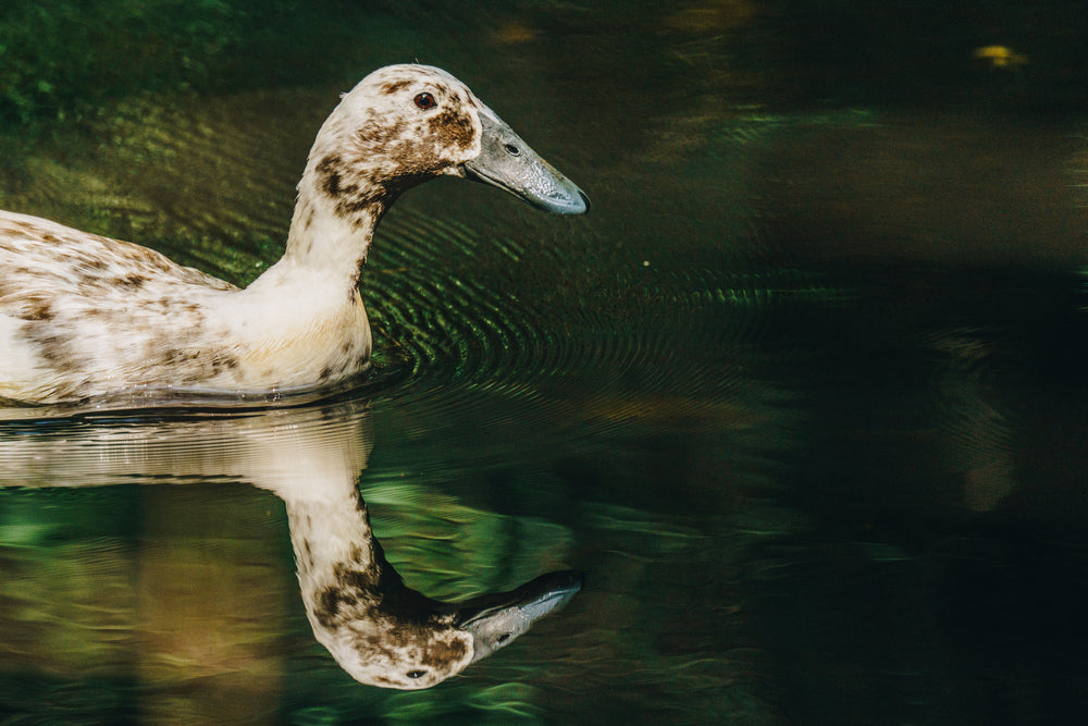 duck with reflection