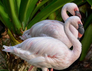 duo flamingo