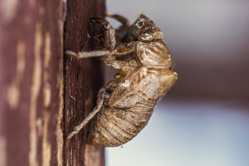 dusty insect shell