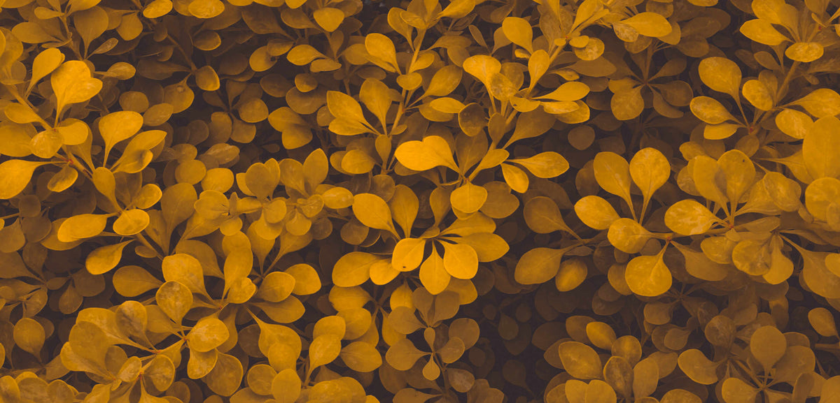 dusty orange and brown leaves in autumn