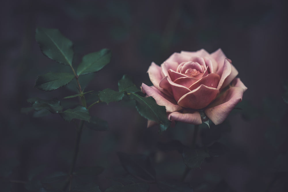 dusty pink colored rose