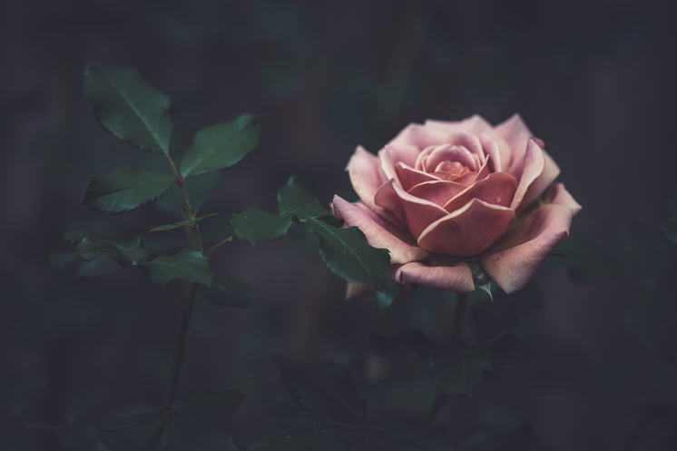 dusty-pink-colored-rose.jpg?width=746&fo