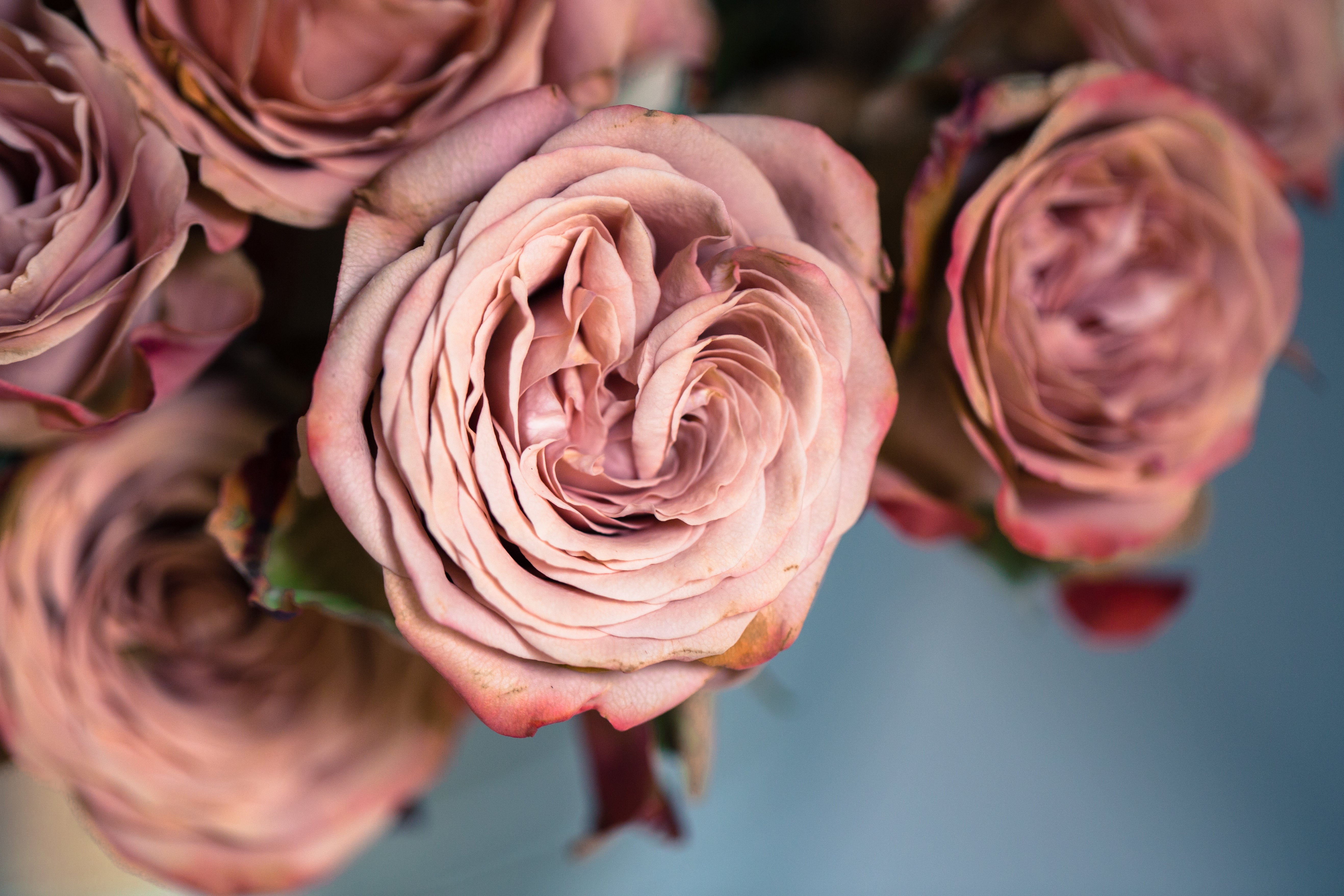 Free Dusty Rose Image: Stunning Photography