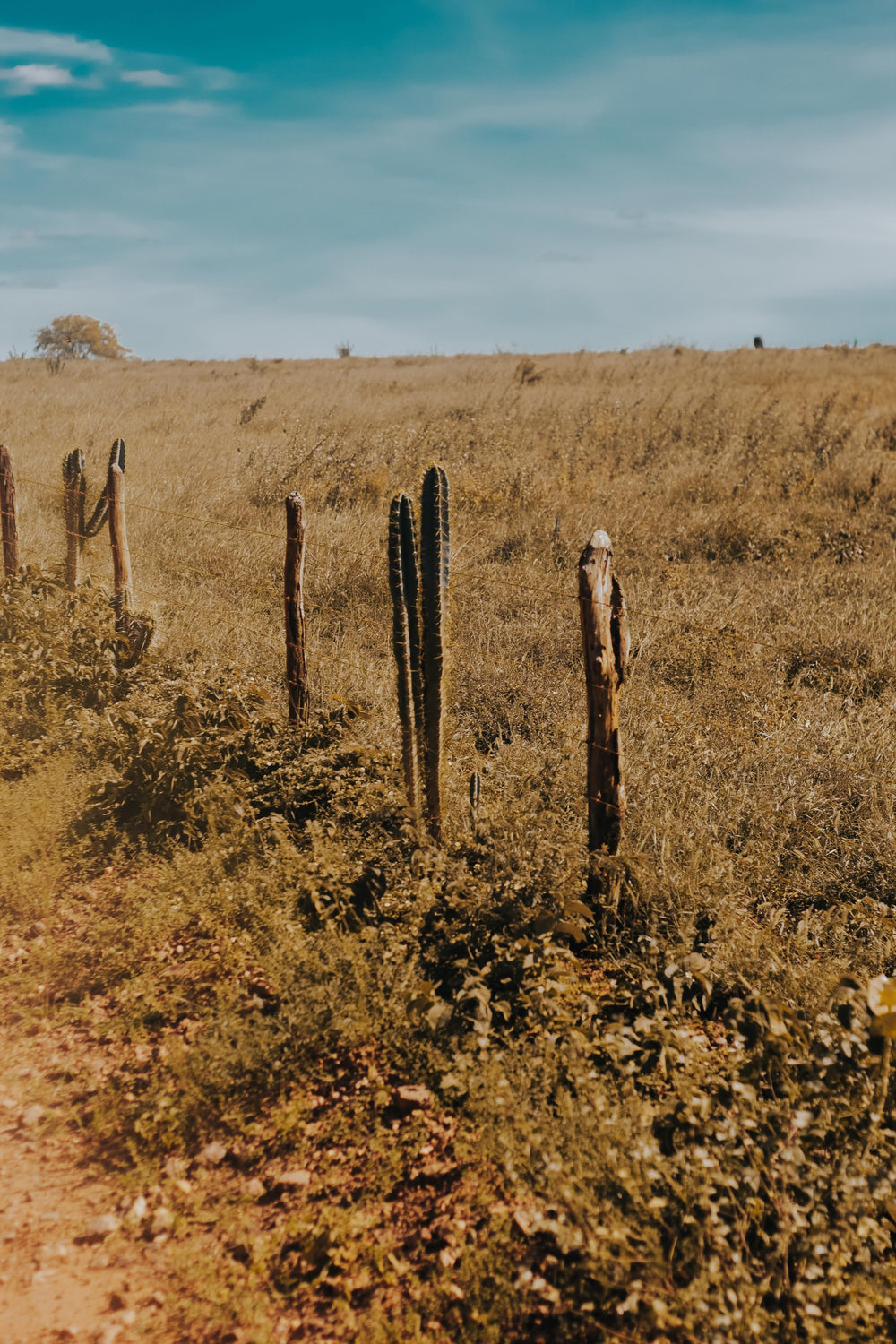 eager cactus