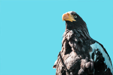 eagle in front of blue sky