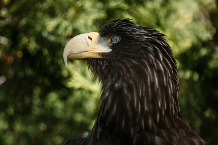 Eagle Side Profile