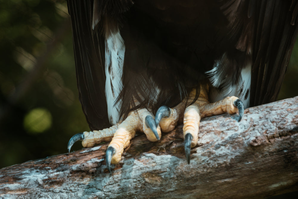 eagle talons