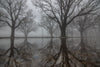 eerie foggy woods