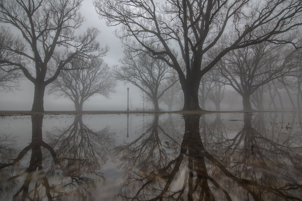 eerie foggy woods