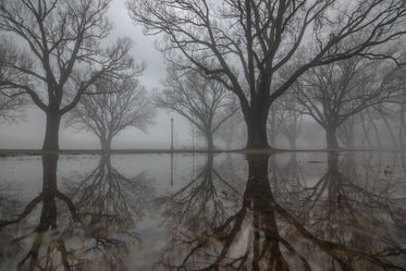 eerie foggy woods