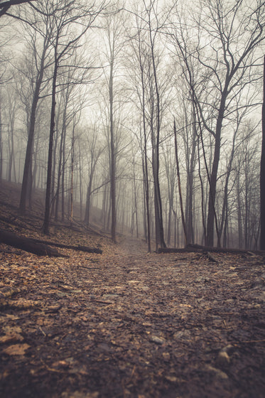 eerie path towards a foggy forest