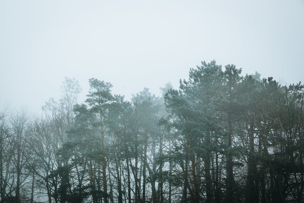 eerie treetops in a foggy forest