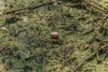 egg in swamp